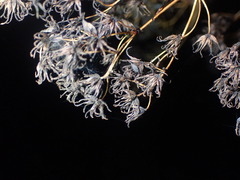 Thalictrum dasycarpum