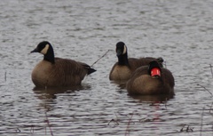 Branta canadensis occidentalis