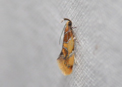 Epicallima argenticinctella