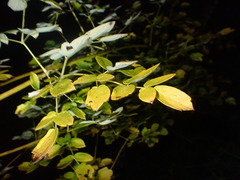 Thalictrum dasycarpum