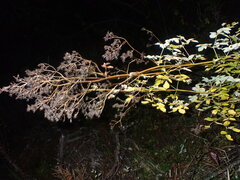 Thalictrum dasycarpum