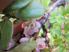 Symplocos theiformis