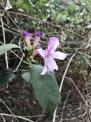 Mansoa alliacea