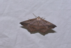 Eutrapela clemataria