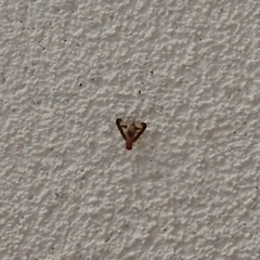 Toxonevra superba