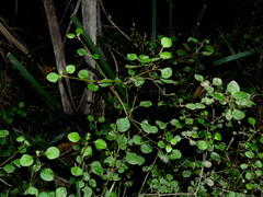 Teucrium parvifolium