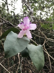Mansoa alliacea