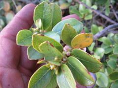 Symplocos theiformis