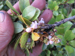 Symplocos theiformis