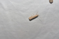Crambus bidens