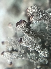 Cladonia parasitica