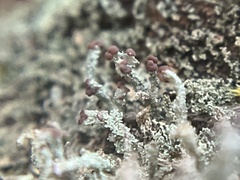 Cladonia parasitica