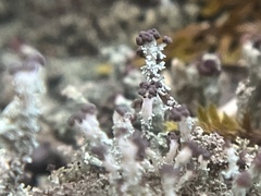 Cladonia parasitica