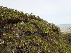 Arctostaphylos montaraensis
