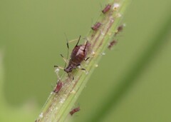 Uroleucon sonchi
