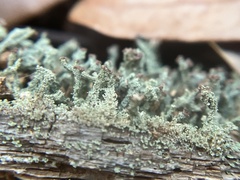 Cladonia parasitica