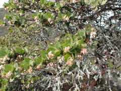 Arctostaphylos montaraensis