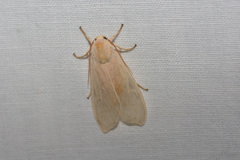 Halysidota tessellaris