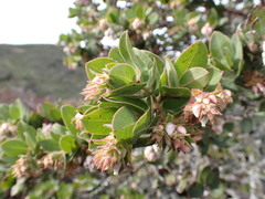 Arctostaphylos montaraensis