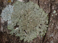 Phaeophyscia squarrosa