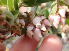 Arctostaphylos montaraensis