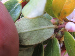 Symplocos theiformis