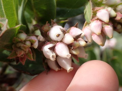 Arctostaphylos montaraensis