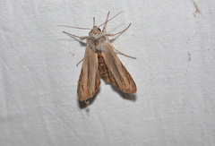 Cucullia convexipennis