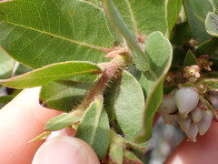 Arctostaphylos montaraensis