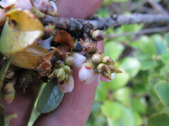 Symplocos theiformis