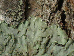 Phaeophyscia squarrosa