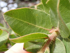 Arctostaphylos montaraensis