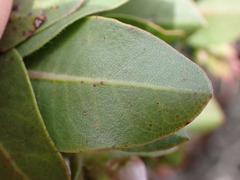 Arctostaphylos montaraensis