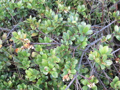 Symplocos theiformis