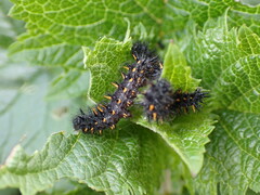 Euphydryas chalcedona