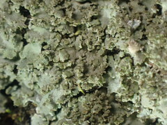 Phaeophyscia squarrosa