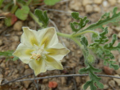 Chamaesaracha coniodes