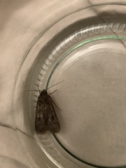 Agrotis infusa