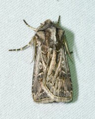 Agrotis gladiaria
