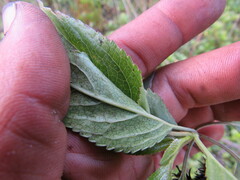 Stevia lucida