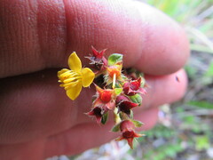 Chaetolepis microphylla