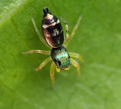 Cosmophasis thalassina