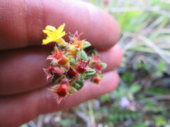 Chaetolepis microphylla