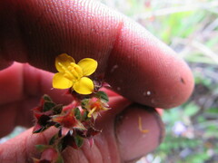 Chaetolepis microphylla