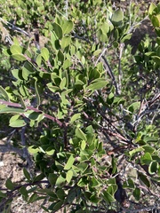 Arctostaphylos hookeri
