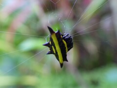 Gasteracantha fornicata