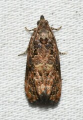 Endothenia hebesana