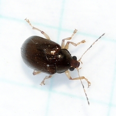 Rhabdopterus