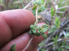 Chaetolepis microphylla