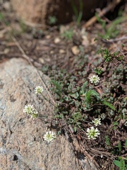 Noccaea fendleri
